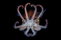 Bobtail squid swim in mid-water during a night dive in Tung Ping Island, Hong Kong.