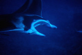 Giant manta; Nikon D2X with 105mm micro-Nikkor, two Inon Z-240 strobes, Aquatica Housing