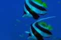 Two bannerfish float peacefully in the South Pacific blue waters off Fiji; Nikon D2X, 105mm micro-Nikkor, two Inon Z-240 strobes, Aquatica housing