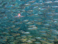 ONE OF THESE THINGS IS NOT LIKE THE OTHERS :)
Shot using Canon powershot G10, no flash @ Los Islotes dive site in La Paz