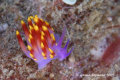 Funky nudi!  
Taken in rough conditions, Nikon D200 with Sea&Sea casing