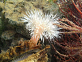 met de sealife dc1000 bij kijkuit grevelingen