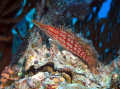 Longnose Hawkfish posing on a clamshell at 22 meters