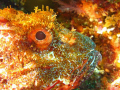 Scorpaena cardinalis. Poor Knights New Zealand. Canon G7, Canon housing with intova strobe