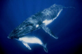 Humpback whale mother and 4 week old calf taken in Vava'u Tonga. I was lucky enough to spend 30 amazing minutes with them and came within 2 meters.