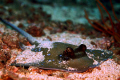 A stingray hanging out long enough to peek into a lense.