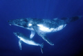 Humpback whale mother and 4 week old calf. Vava'u Tonga. Nikon D300 in sea & sea housing.
