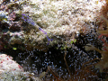Pederson Shrimp in corkscrew anemone. Taken aboard the UTILA Aggressor Thanksgiving 2009.