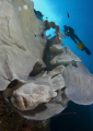 frogfish hiding in a sponge on the wall, Balicasag Island, Philippines