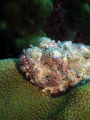 This lovely creature was ever so comfortable atop its green coral bed.  It was taken in Curacao from a boat dive using my Canon DS550 in an Ikelite housing.