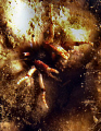 A small crab living buried in a rock