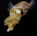 Squid