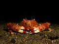 Photographed this little fella whilst on a night dive in Lembeh. Canon G9