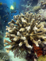 Tons of fish in Fiji!