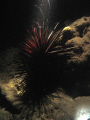 Sea Urchin with a spotlight on it in a night dive.