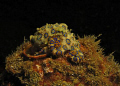 Blue Ringed Octopus. I was happy floating with this little fella until everyone left.... and he started chasing me....