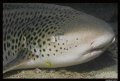 What can you do, when you have the marco lense and face a leopard shark right in from ot you??? Make a Marco!!!