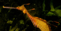weedy sea dragon