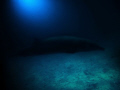 This is a picture of a beaked whale that was in Majuro Lagoon in the Marshall Islands. It seemd quite inquisitive and the picture was took while snorkelling with a Canon G10 - minor adjustments made with Photoshop. Not a happy ending the whale died.