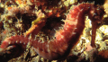 Sea horse on a night dive.