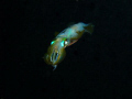 A squid swims away in to the dark...