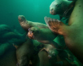 The Class Clowns - sea lions near Hornby Island BC Canada