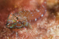 Macro of a Bleny
Nikon D80 with a 105mm