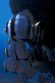 A School of curious Bat Fish hanging out at the stern of a sunken fishing vessel.