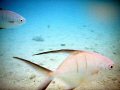 taken in Cozumel,Mexico. chased the fish around for about 1 hour to get this shot. Used an Olympus stylus tough.
