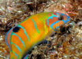 Thalassoma pavo