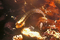 A small juvenile fish; perhaps a blennius. It's body it's still transparent and can be seen the spine.