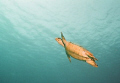 Shot w/ Nikonos off of Cozumel.  The Turtles were everywhere that week.