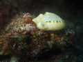 A SHELL