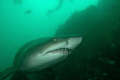 Raggie shark, Port Elizabeth South Africa, December.D70,Nikkor 10,5mm,SB800