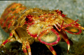 slipper lobster on a night dive.  Fuji Velvia Film