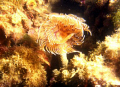 bispira
