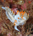 Nudibranch