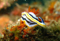 Nudi. Taken in manado, North Sulawesi, Indonesia.