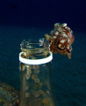 my Octopus decided to go out from botle after photo casting