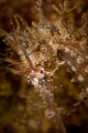 seahorse at Blue Heron Bridge