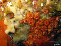 Cup coral and Brown Cheeked Blenny