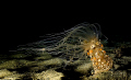 ALICIA MIRABILIS- NIGHT DIVE- REGGIO DI CALABRIA. NIKON D300 N.2 IKELITE SB200 - NIKKOR 12-24.