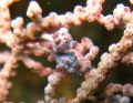 Canon G9, Canon casing, no strobe, no lens. I crop the pic. 1st time trying underwater photography, Dec'09.