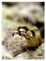 Fleas...

Shot on compact camera with natural light...