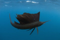 sail fish in dark color mode