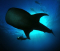 So big, so gentle... Cruising whale shark. Nikon D300+10.5 mm fisheye. Cropped and color adjusted.