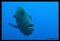 Napoleon Fish @ Elphinstone