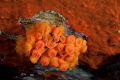ASTROIDI SU  ROCCIA CONTORNATI DA SPUGNA ARANCIO