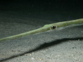 smooth cornetfish
diver1000000@hotmail.com