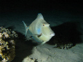 Unicorn fish during a night dive on the Southern house reef in Marsa Shagra Village, Egypt; Canon 720is, Inon Z240